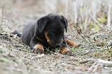 BEAUCERON - PUPPIES 178